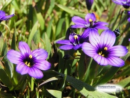 purpleweeds2