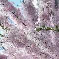 1920flower_1 (1)