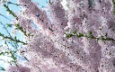 1920flower_1 (1)
