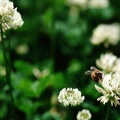 1920flower_1 (13)