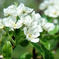 1920flower_1 (14)