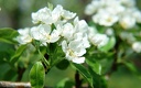 1920flower_1 (14)