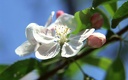 1920flower_1 (15)