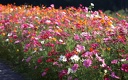1920flower_1 (16)