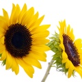 1920flower_1 (19)