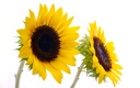1920flower_1 (19)