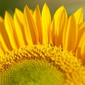 1920flower_1 (20)