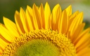 1920flower_1 (20)