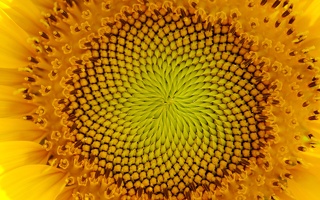 1920flower_1 (22)