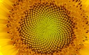 1920flower_1 (22)