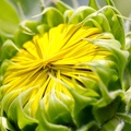 1920flower_1 (25)
