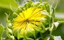1920flower_1 (25)