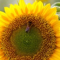 1920flower_1 (27)