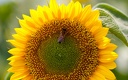 1920flower_1 (27)