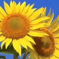 1920flower_1 (35)