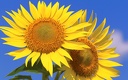 1920flower_1 (35)