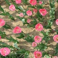 1920flower_1 (38)