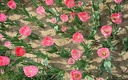 1920flower_1 (38)