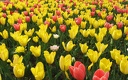 1920flower_1 (39)