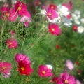 1920flower_1 (4)