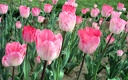 1920flower_1 (44)