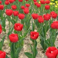 1920flower_1 (45)