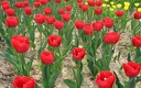 1920flower_1 (45)