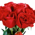 1920flower_1 (52)