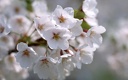 1920flower_1 (7)