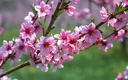 1920flower_1 (9)