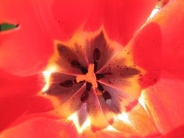 tulip7