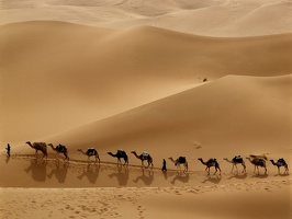 Camel Caravan, Libya