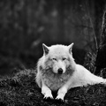 Animals.xGhost.1920x1200 (21)