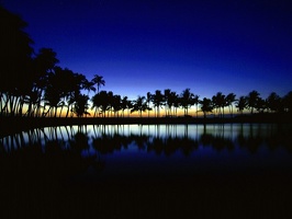 Palm Silhouette, Big Island, Hawaii