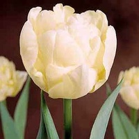 tulip5