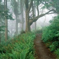 Cape Lookout State Park, Oregon