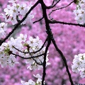 Cherry Blossoms in Spring