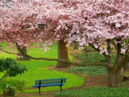 Cherry Tree, Evergreen Park, Bremerton, Washington