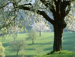 Cherry Tree, Germany