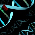 DNA  By TiGerRR