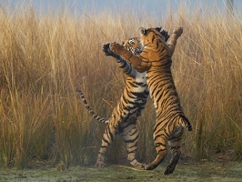 Tigers fighting