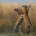 Tigers fighting